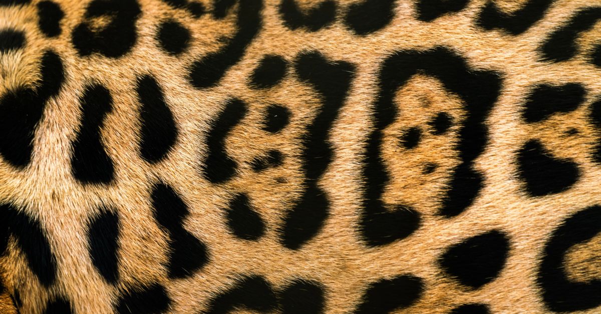 Primal fetish and primal play explained — leopard print close-up representing instinct-driven, animalistic intimacy