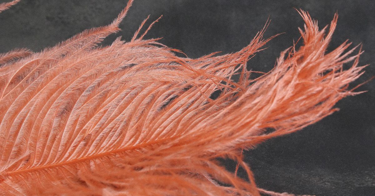 Pain play for beginners — soft feather on a dark background, the gentle end of the sensation spectrum