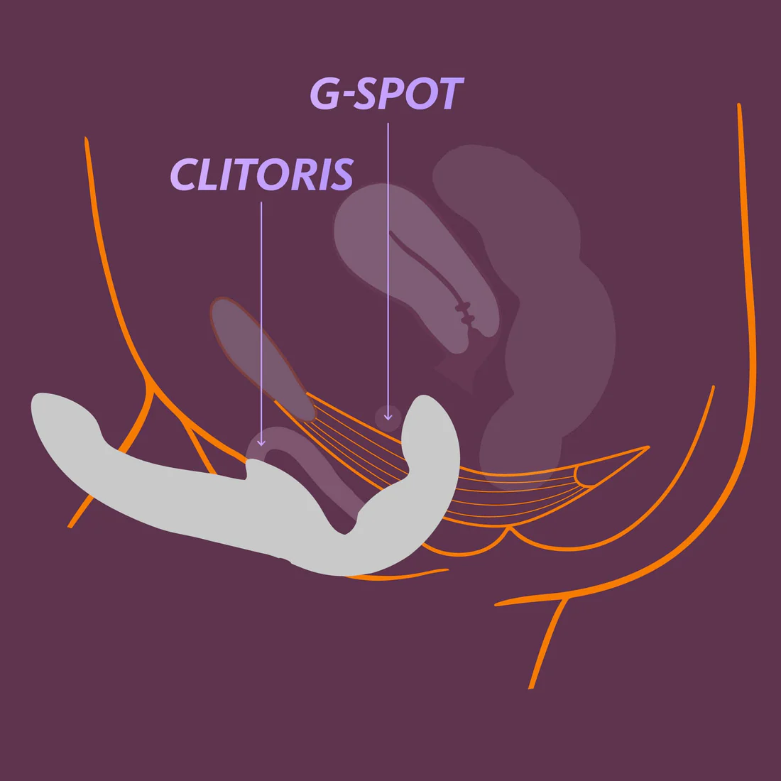 Diagram showing the clitoris and G-spot with a vibrator.