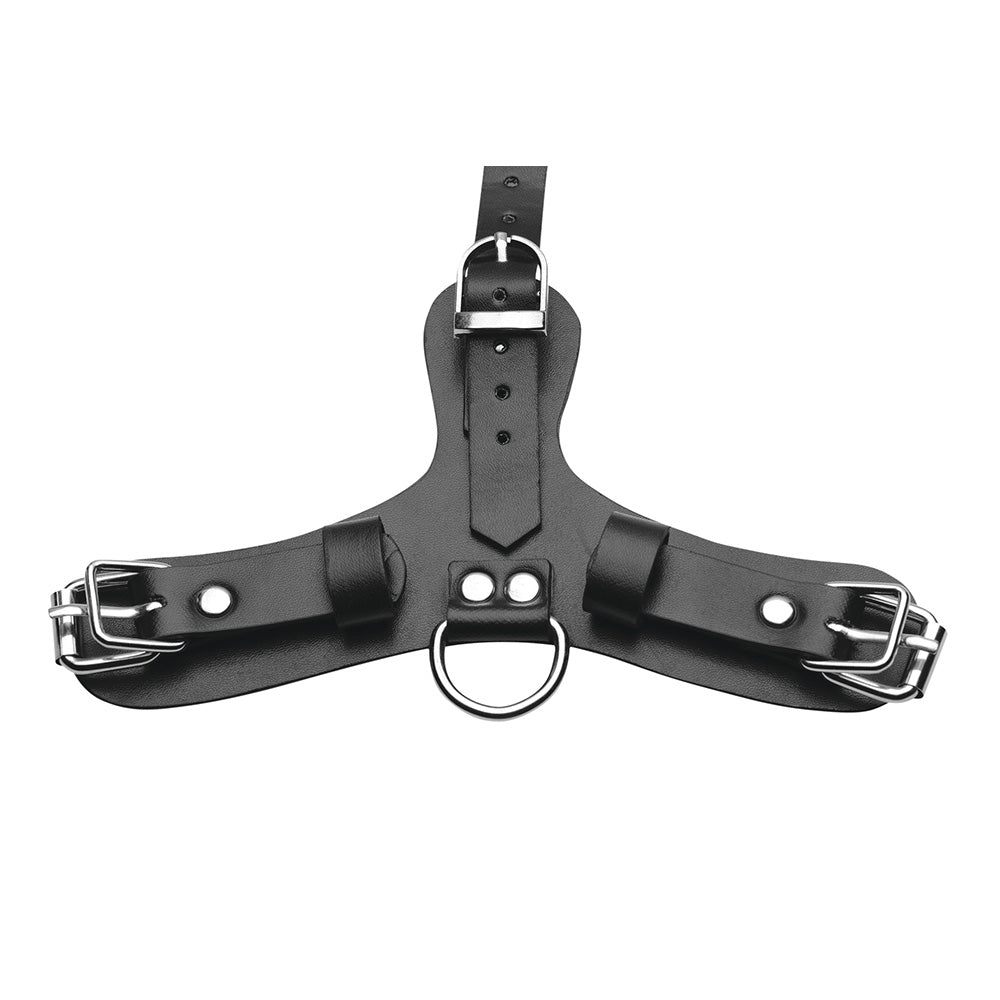 Black leather harness with D-ring and adjustable straps.