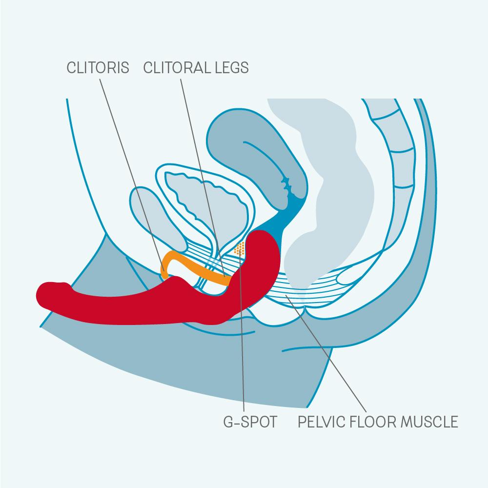 Diagram of female anatomy showing clitoris, G-spot, and pelvic floor muscle.