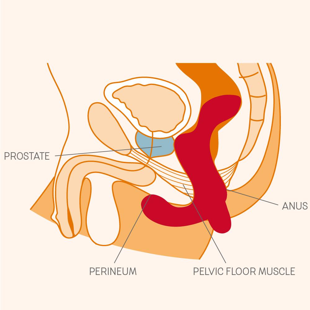Diagram of the male pelvic anatomy showing the prostate, perineum, pelvic floor muscle, and anus.