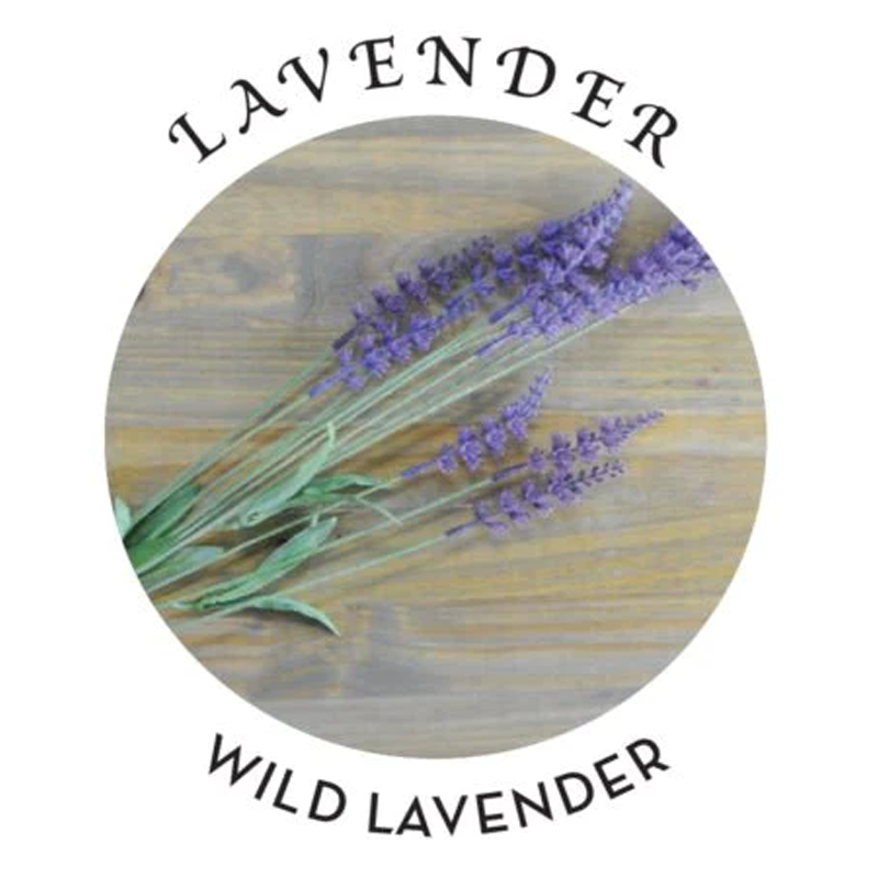 Lavender and wild lavender sprigs on a wooden background.